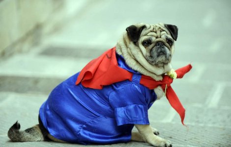  Video  Twitter "se da" la caini