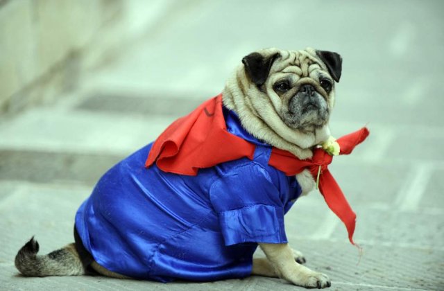 [VIDEO] Twitter "se da" la caini