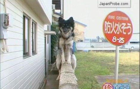  Video  Ban, sezi mumos, mamito!