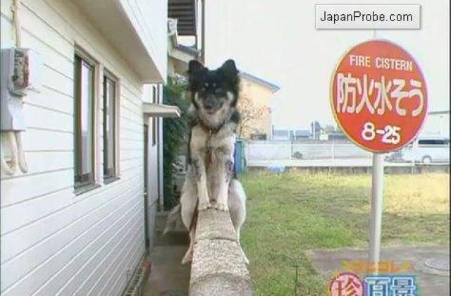 [VIDEO] Ban, sezi mumos, mamito!