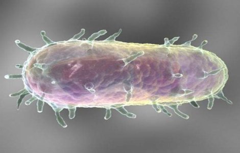 Kargazstan: Un adolescent a murit de ciuma bubonica