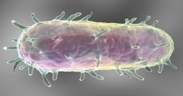 Kargazstan: Un adolescent a murit de ciuma bubonica