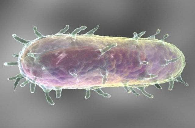 Kargazstan: Un adolescent a murit de ciuma bubonica