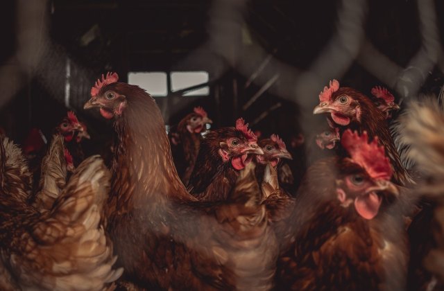 Primul caz de infecție a unei persoane cu tulpina H10N3 a gripei aviare. Unde a fost depistat