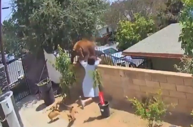 VIDEO O adolescentă s-a încăierat cu un urs pentru a-și salva câinii. Imaginile au devenit virale