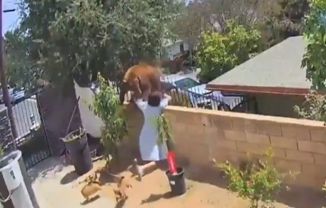 VIDEO O adolescentă s-a încăierat cu un urs pentru a-și salva câinii