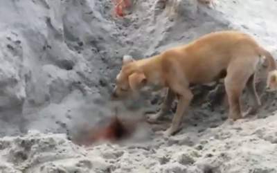 Scene de neimaginat în India!...