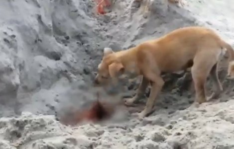 India: Câinii vagabonzi mănâncă rămășițele morților de Covid-19