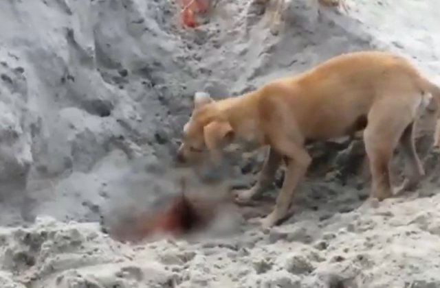 Scene de neimaginat în India! Câinii vagabonzi mănâncă rămășițele morților de Covid-19