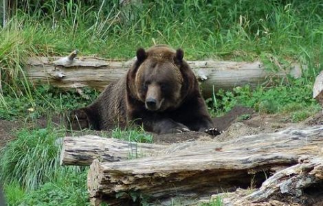 Ucigasii de ursi, violatorii limbii romane