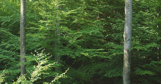 Padurile distruse ale Romaniei valoreaza peste 8 mld. de euro