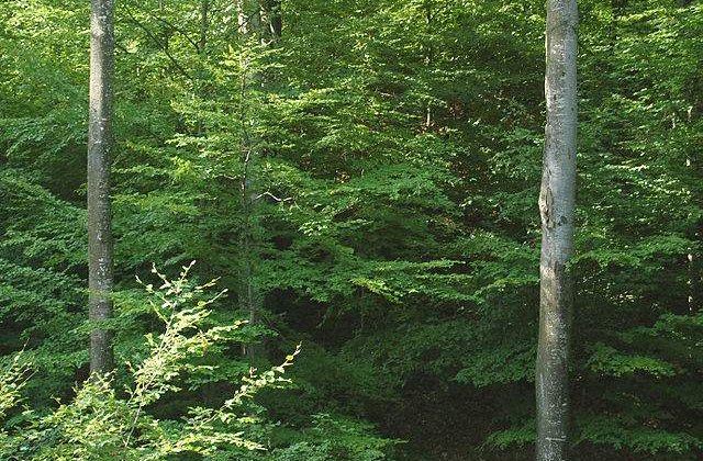 Padurile distruse ale Romaniei valoreaza peste 8 mld. de euro