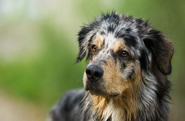 Bucurestenii isi pot steriliza gratuit cainii in 23 de cabinete veterinare