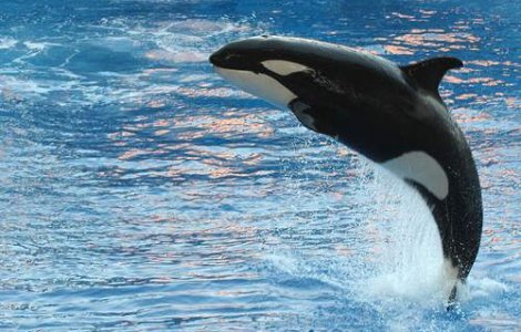 Tragedie intr-un parc acvatic din SUA: O instructoare a fost ucisa de balena pe care o antrena