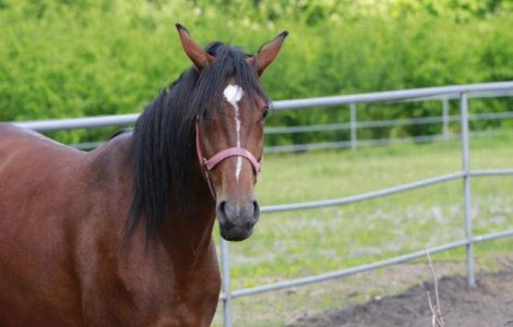 Aproximativ 3.000 de cai, in centrul unui nou scandal al carnii in Europa