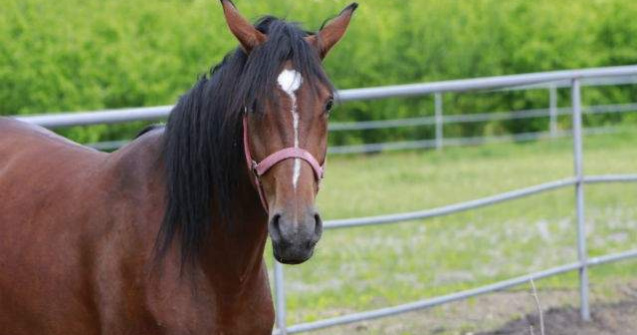 Aproximativ 3.000 de cai, in centrul unui nou scandal al carnii in Europa