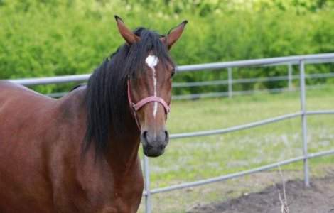 Aproximativ 3.000 de cai, in centrul unui nou scandal al carnii in Europa