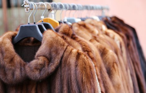 Israelul este prima ţară care interzice comerţul cu blănuri