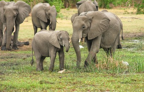 Aproape 30 de elefanți din India au fost testați pentru Covid-19