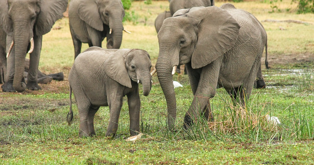 Aproape 30 de elefanți din India au fost testați pentru Covid-19