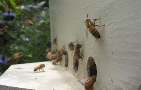  Video  Albinele ucigase au oprit un meci in Panama