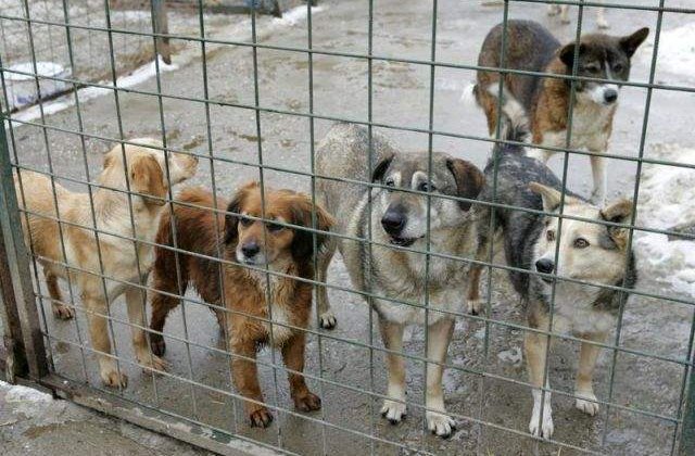 ASPA: Cainele ucigas din parcul Tei apartinea unui ONG