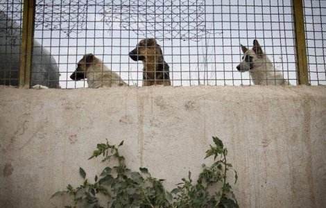 Sanctiuni si amenzi in cazul copilului ucis de un maidanez