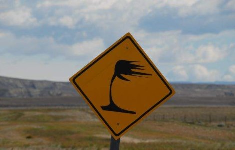 Cod GALBEN de vant in Moldova si Dobrogea