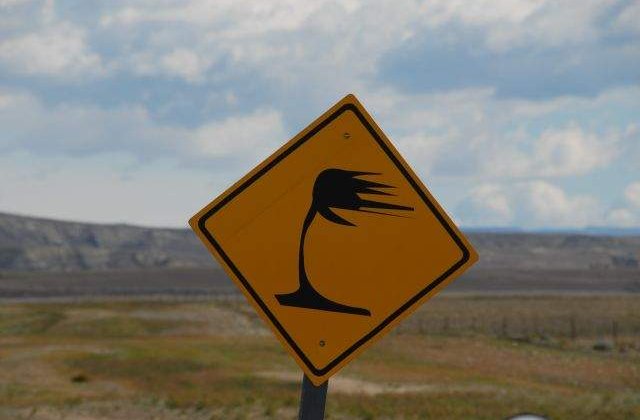 Cod GALBEN de vant in Moldova si Dobrogea