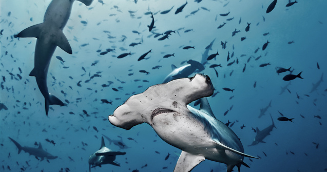 VIDEO Un grup de rechini au înconjurat persoanele aflate pe o insulă din Florida