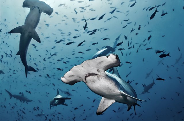 VIDEO Un grup de rechini au înconjurat persoanele aflate pe o insulă din Florida