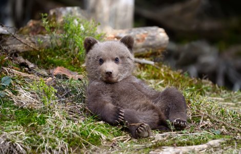 Un bărbat din Maramureș a fost reţinut pentru deţinerea unui pui de urs