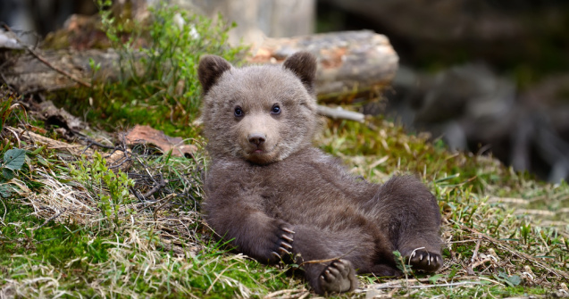 Un bărbat din Maramureș a fost reţinut pentru deţinerea unui pui de urs