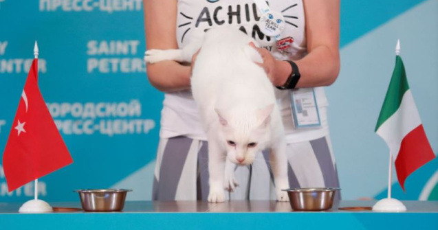 Motanul rus Ahile a prognozat victoria Italiei