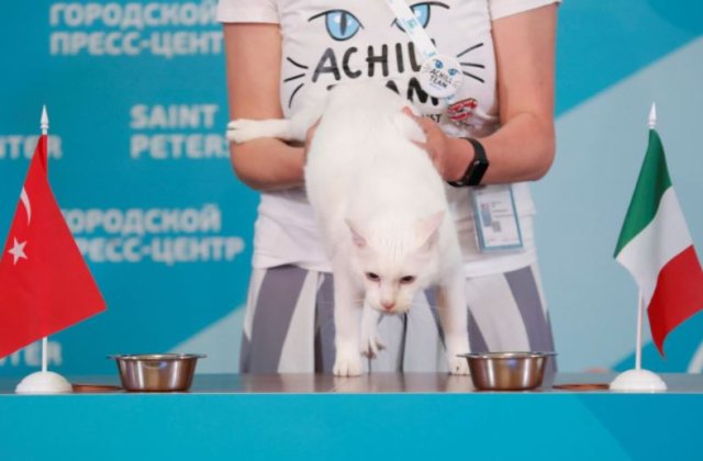 Motanul rus Ahile a prognozat victoria Italiei asupra Turciei din partida de deschidere a Euro 2020