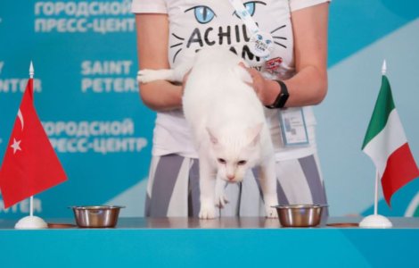 Motanul rus Ahile a prognozat victoria Italiei