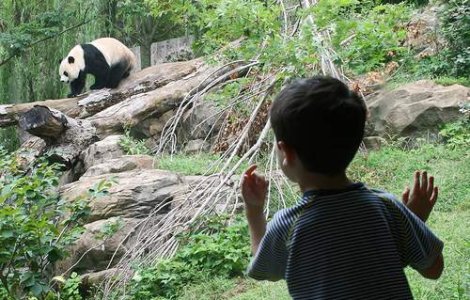 Un ursulet panda a mancat un porc