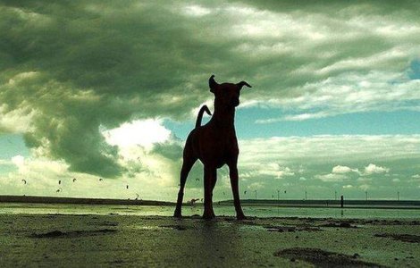  Top  Caini comunitari care au salvat vietile unor straini