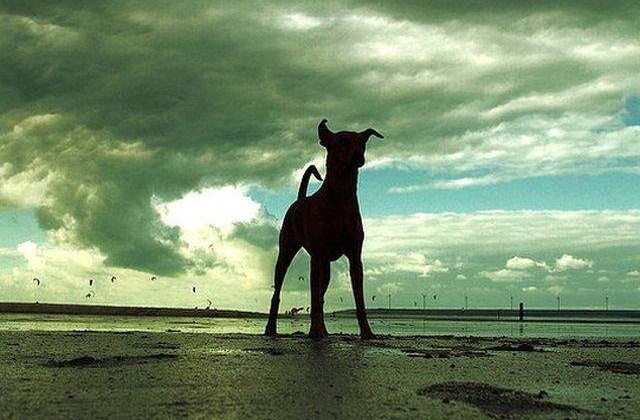 Reversul medaliei: Caini comunitari care au salvat vietile unor straini