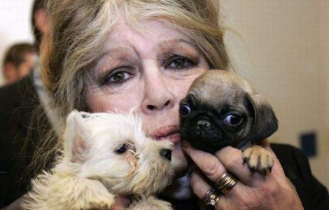 Brigitte Bardot s-a intors: Scrisoare deschisa pentru Traian Basescu, despre maidanezi