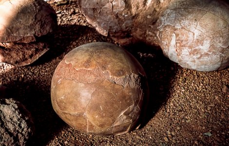 VIDEO: Ou de dinozaur, confiscat de autoritățile vamale din Italia