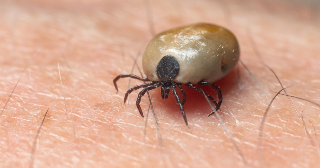 Sute de oameni, printre care și zeci de copii au fost mușcați de căpușe