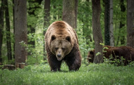 Decesul unui bărbat atacat de un urs relansează dezbaterea pe tema interdicției privind vânătoarea acestor animale