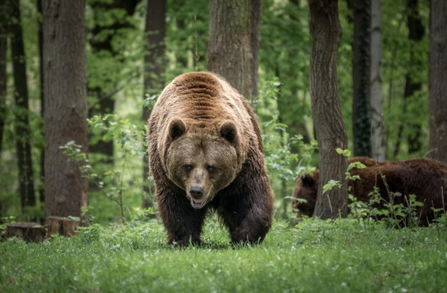 Decesul unui bărbat atacat de un urs relansează dezbaterea pe tema interdicției privind vânătoarea acestor animale