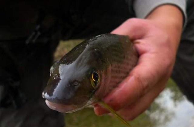 Atentie, ploua cu pesti!