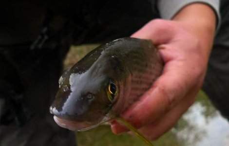 Atentie, ploua cu pesti!