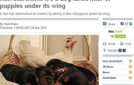 O closca a adoptat 4 catelusi