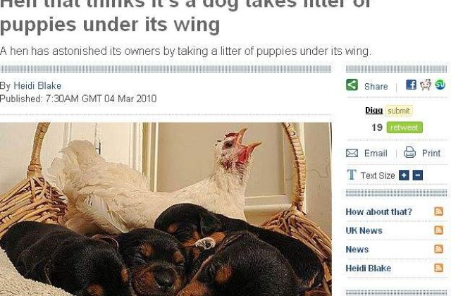 O closca a adoptat 4 catelusi