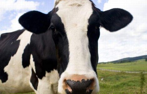 Taranii nu vor mai putea vinde in piete laptele muls cu mana