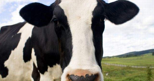 Taranii nu vor mai putea vinde in piete laptele muls cu mana